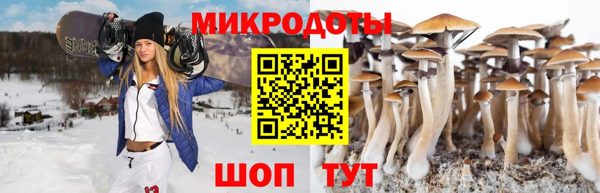 Псилоцибиновые грибы Psilocybine cubensis Йошкар-Ола